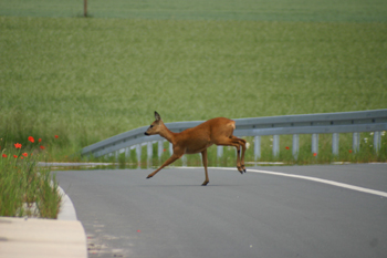 A33 Neue Bundesautobahn Lückenschluß Wildwechsel Reh Rehe Hirsche 38