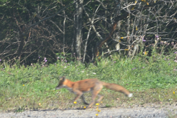 Ausgleichsmaßnahmen Kompensationsmaßnahmen Autobahnbau A44 Naturschutz Kaufunger Wald  Fuchs 54