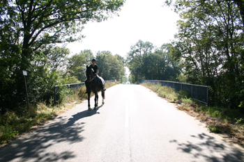 Autobahn Köln - Aachen Düren Kerpen Autobahnneubau Verkehrsumlegung  Reiterin Pferd 95