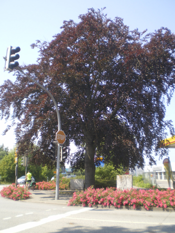 Kilometerstein Berliner B�r Oldenburg in Holstein 8