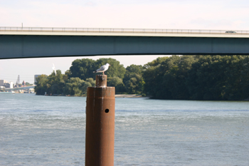 Schiersteiner Brcke Wiesbaden - Mainz A643 Autobahn Rheinbrcke 15